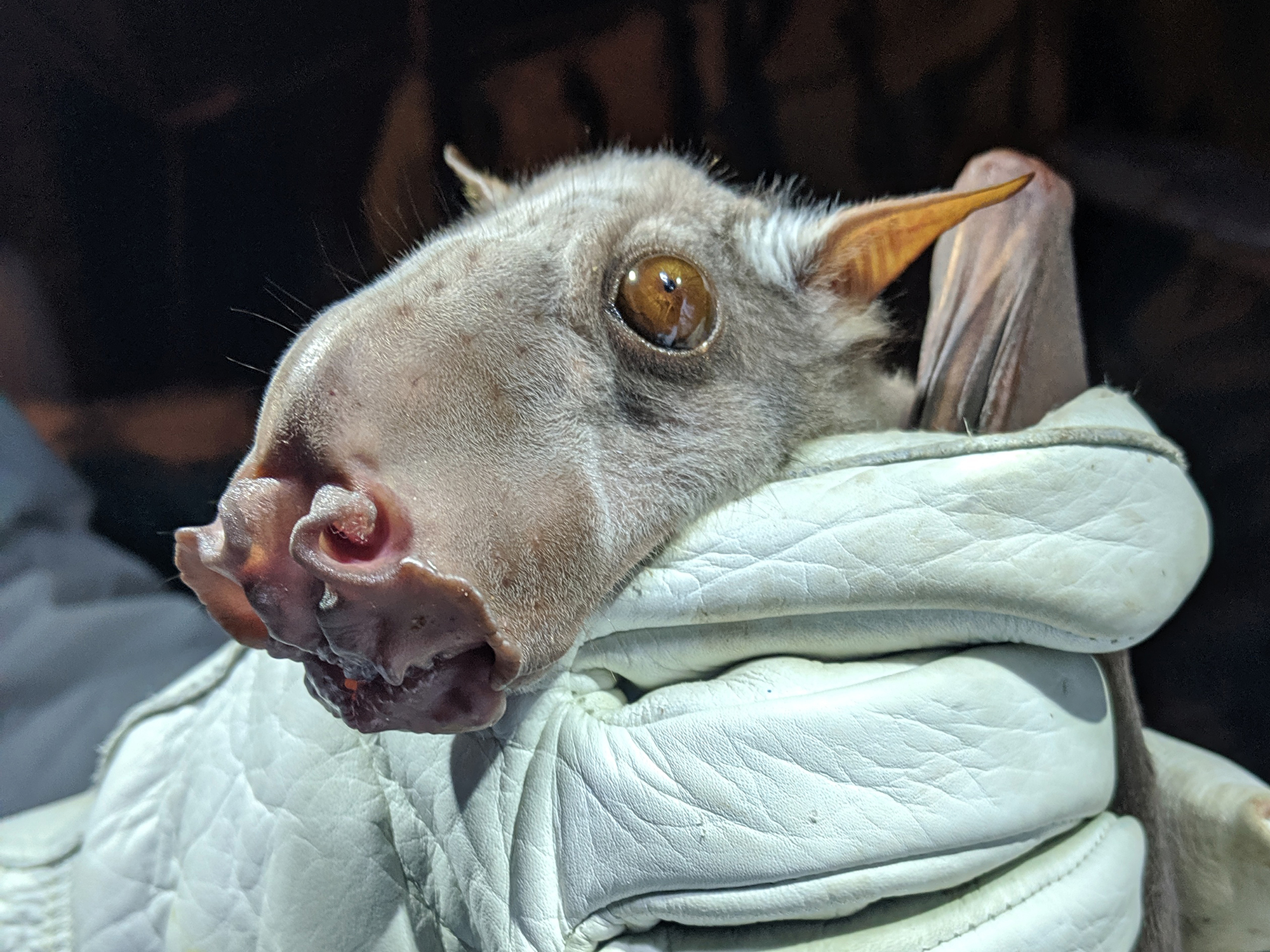 Hammer-headed bat portrait showing oversized muzzle and broad ears