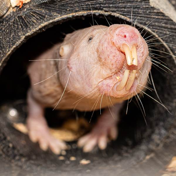 Close view of a naked mole rat face with exposed front teeth