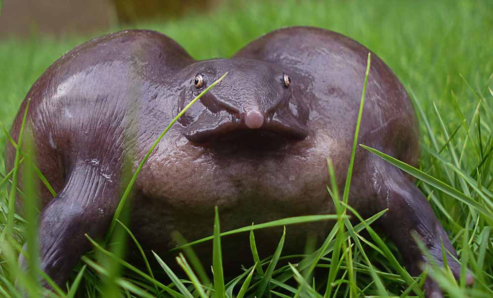 Purple frog with rounded body and pointed snout on damp ground