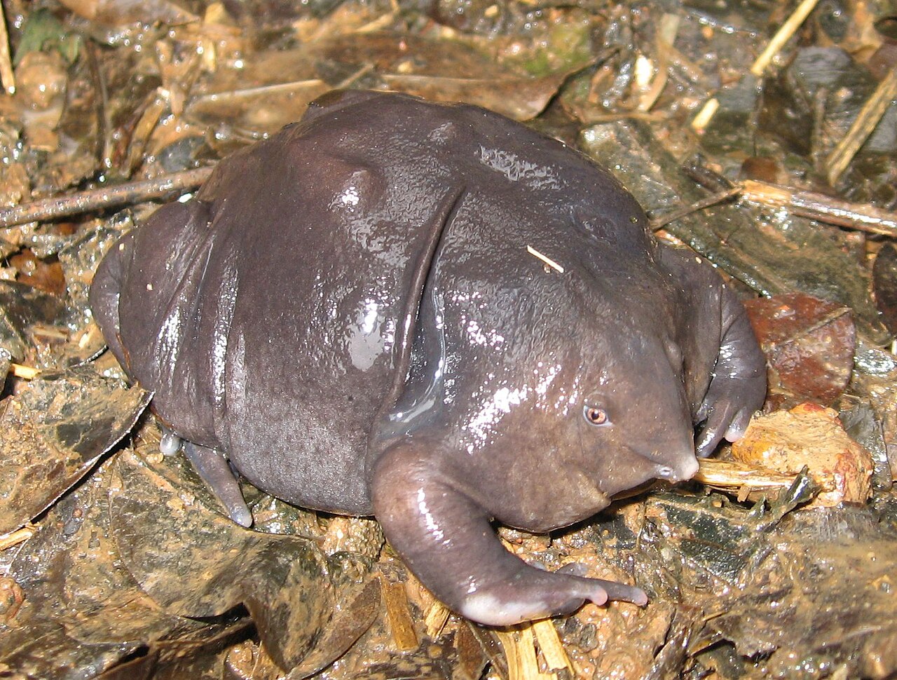 Close view of a purple frog face showing tiny eyes and narrow snout