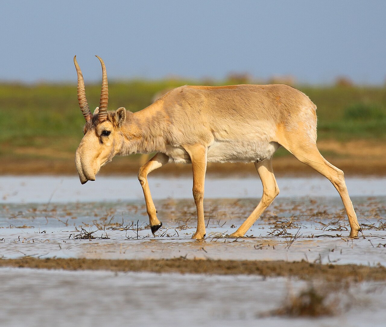 Saiga antelope walking across open steppe with pale coat and thin legs