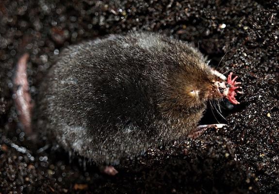 Star-nosed mole on damp soil showing its dark fur and pointed snout