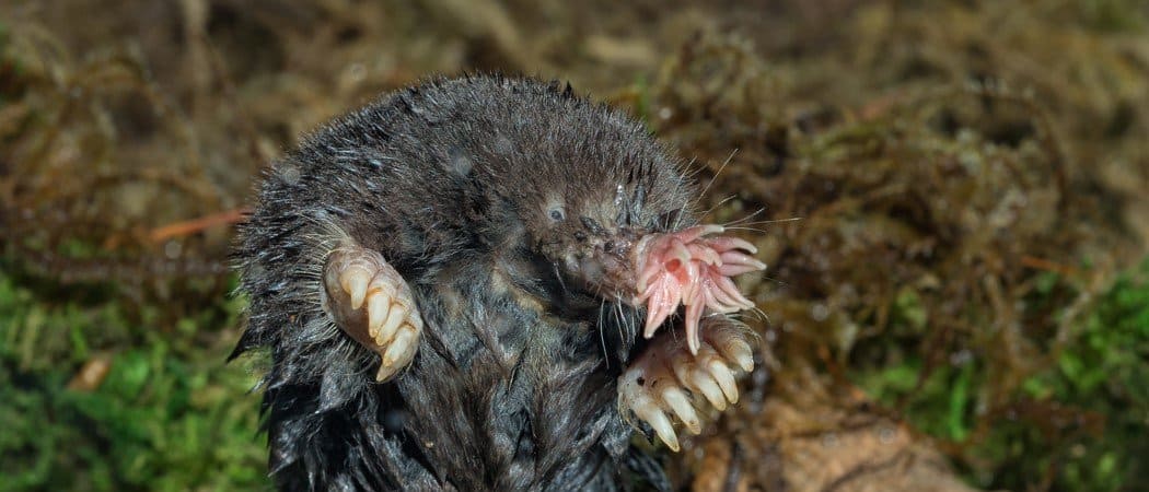 Close view of a star-nosed mole with fleshy nose tentacles spread forward