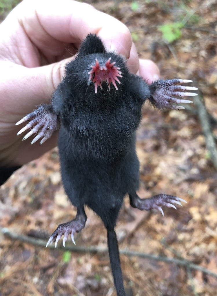 Star-nosed mole upright with front claws visible and star-shaped nose