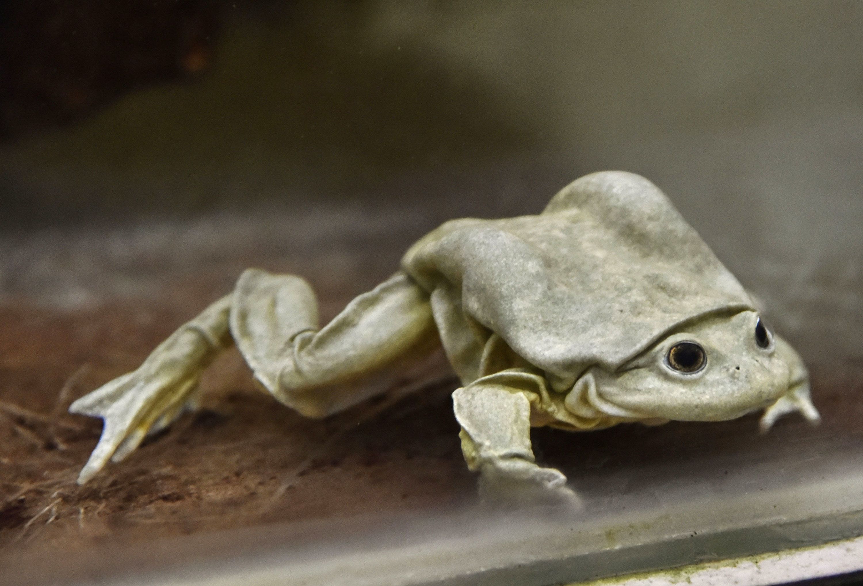 Titicaca water frog on a rock showing loose skin folds around its body
