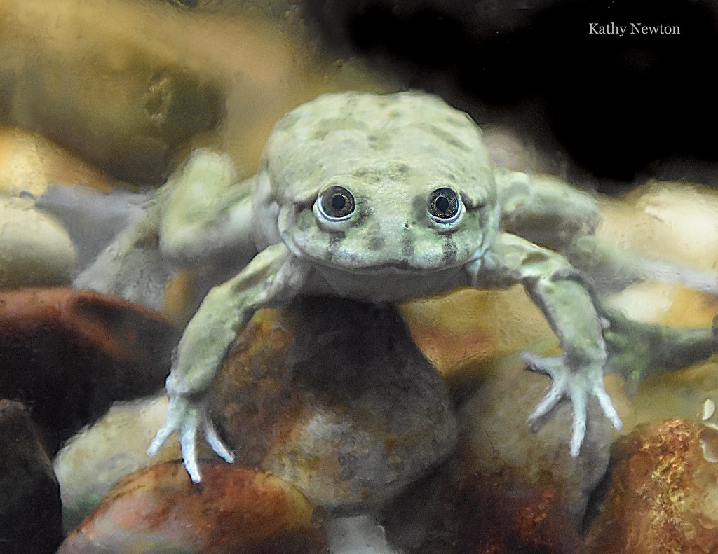 Titicaca water frog underwater with broad face and wrinkled skin