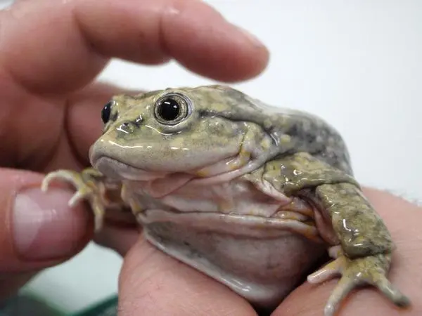Titicaca water frog being held, showing folded skin and wide mouth