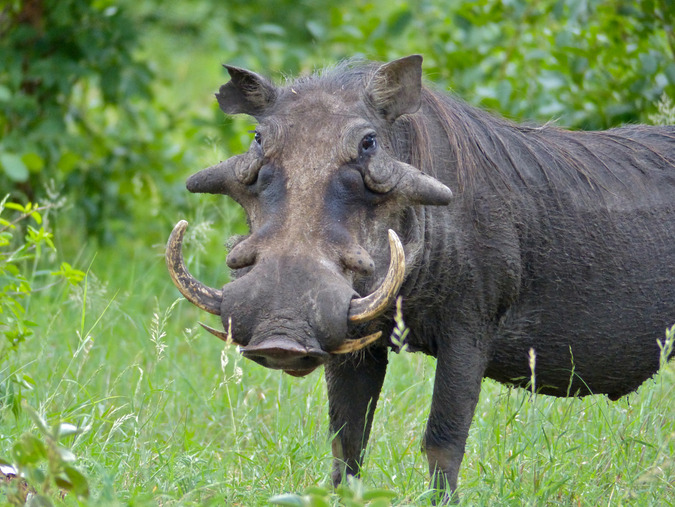 Warthog face showing tusks, wart pads, and coarse bristles