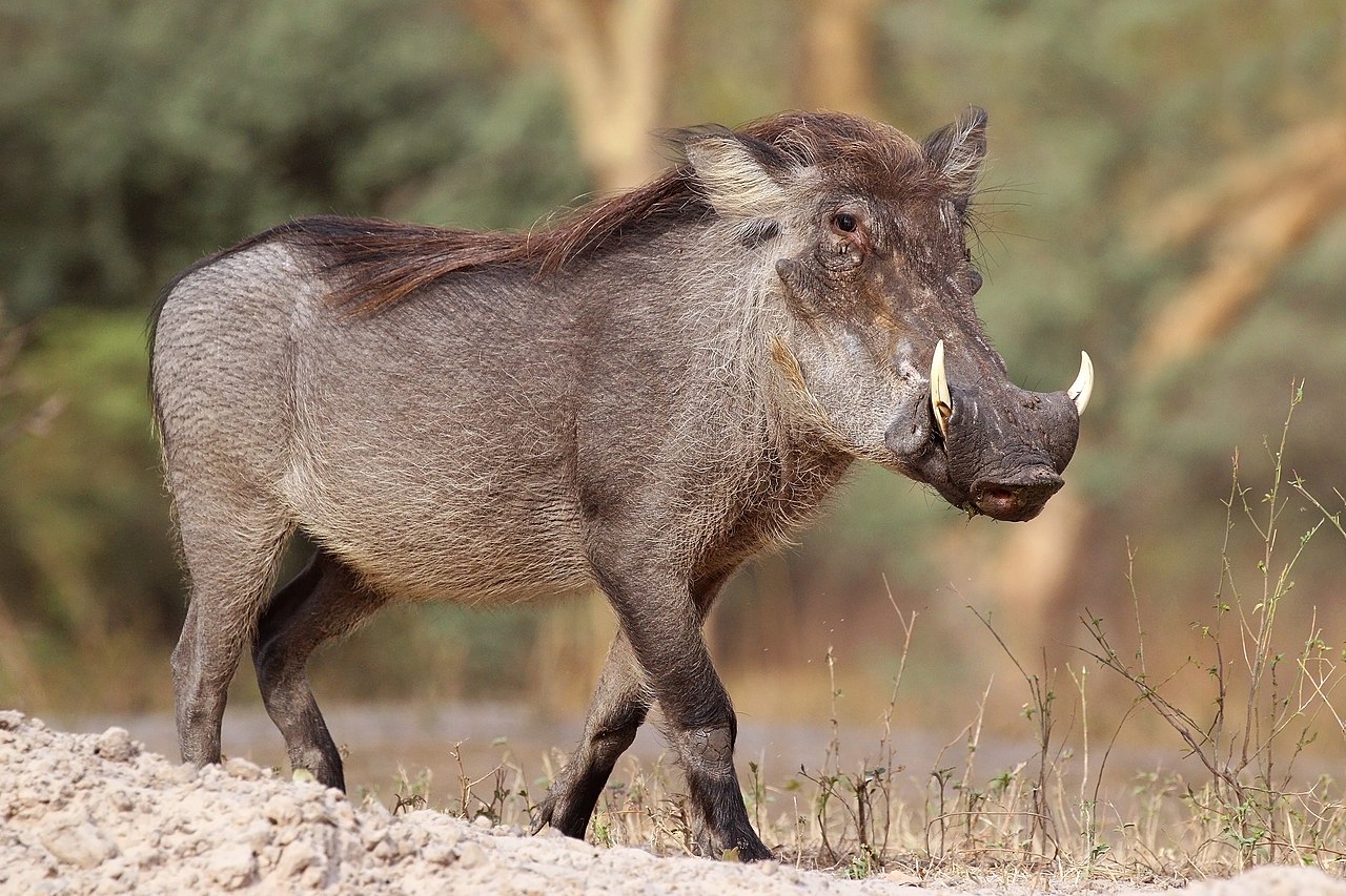 Side view of a warthog grazing with large head and curved tusks